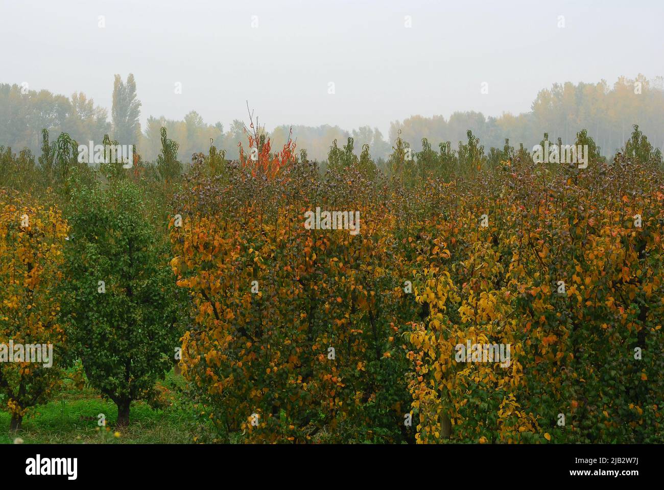 Obstbäume im Herbst foggen Stockfoto