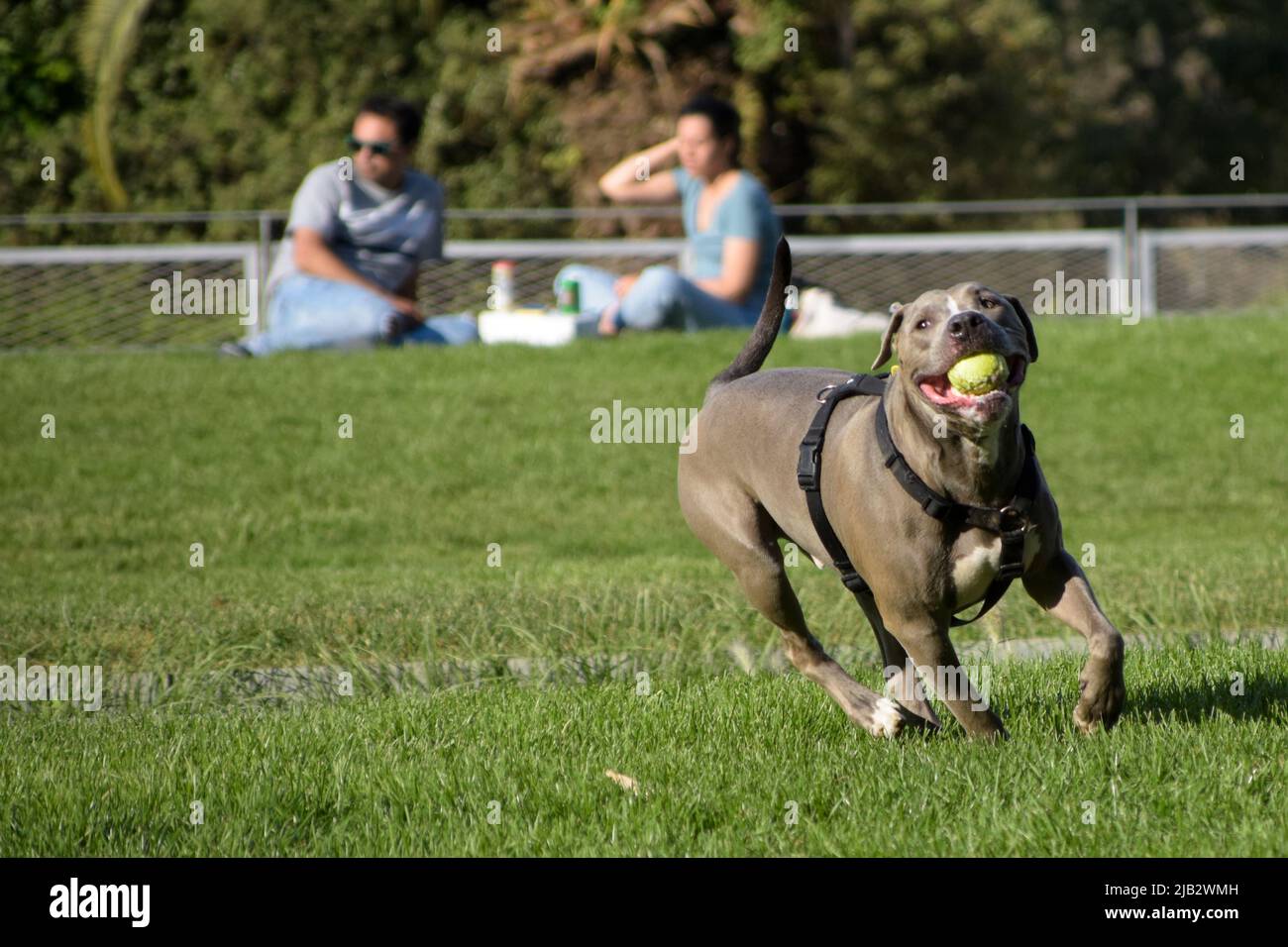 Der graue Pitbull-Terrier-Hund spielt in einem Park mit einem Ball. Stockfoto