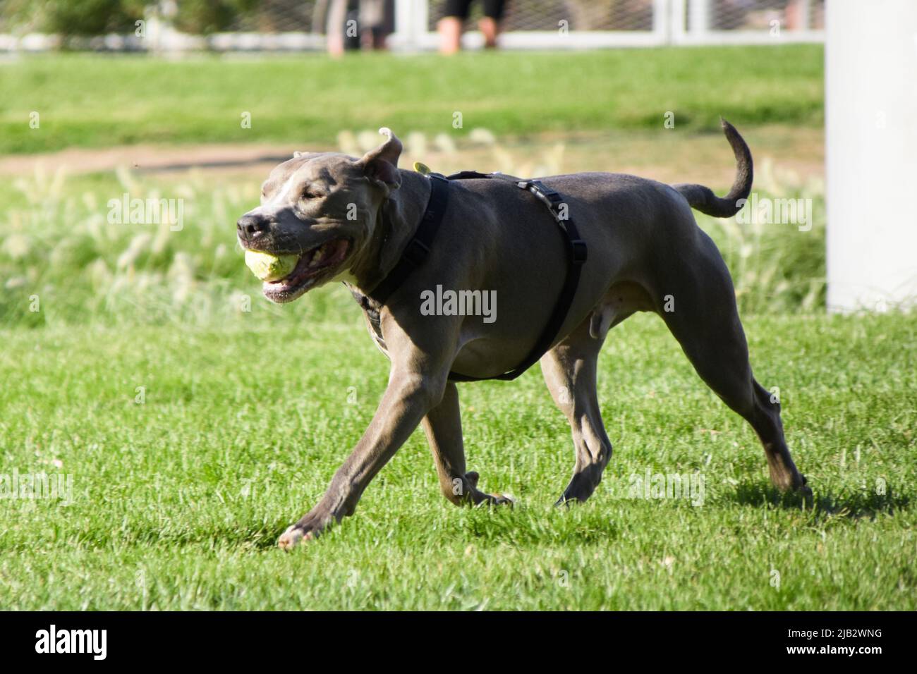 Der graue Pitbull-Terrier-Hund spielt in einem Park mit einem Ball. Stockfoto
