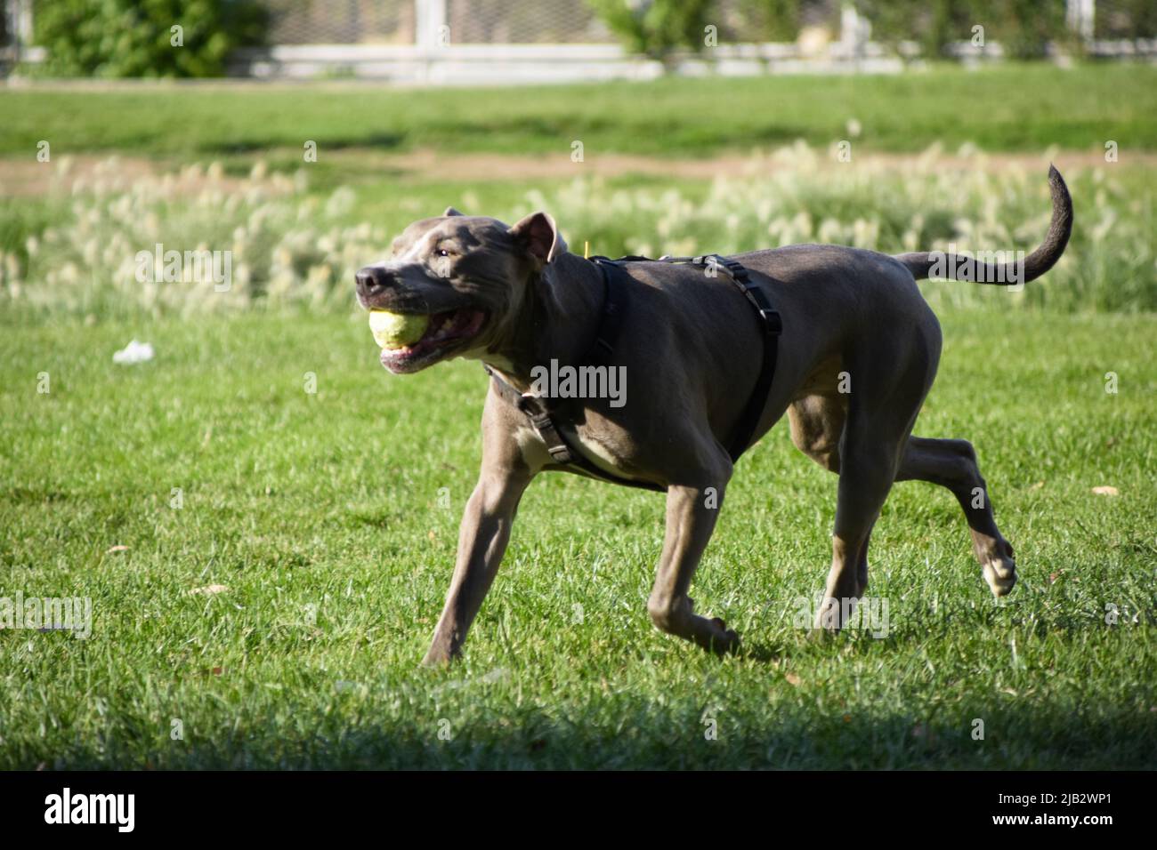 Der graue Pitbull-Terrier-Hund spielt in einem Park mit einem Ball. Stockfoto