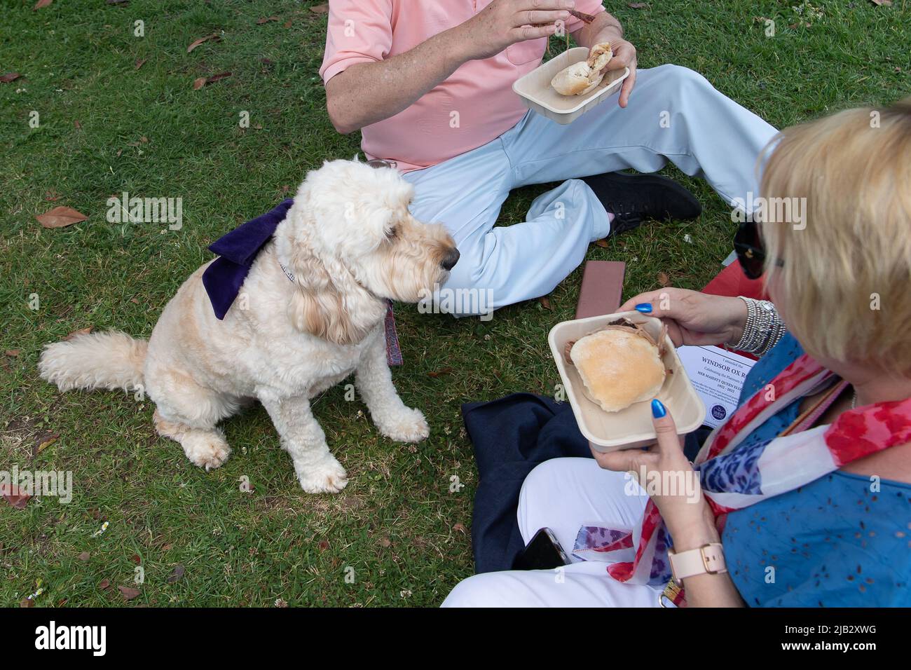 Windsor, Großbritannien. 2.. Juni 2022. Ein Hund versucht sich zu wehren, einen Bissen des Ochsens zu nehmen. Ein von Ihrer Majestät der Königin gestifteter Ochse wurde heute in Batchelor's Acre gebraten. Menschen, die eine Eintrittskarte für den Ochsenbraten gekauft haben, erhielten ebenfalls eine Teilnahmebescheinigung. Die ersten Scheiben wurden von Sir James Perowne, Govenor von Windsor Castle, und dem Bürgermeister von Windsor und Maidenhead, Cllr Christine Bateson, geschnitten. Quelle: Maureen McLean/Alamy Live News Stockfoto