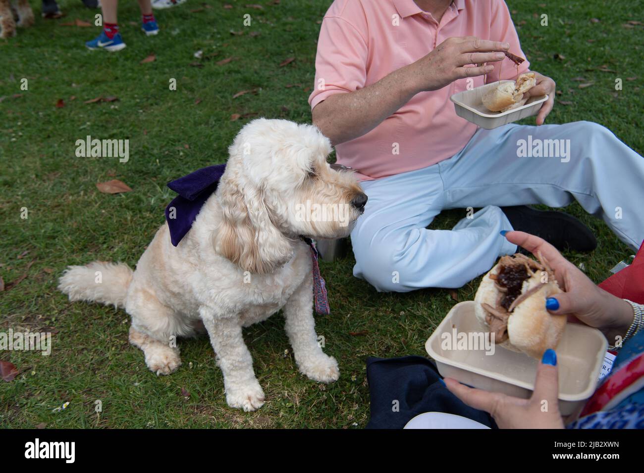 Windsor, Großbritannien. 2.. Juni 2022. Ein Hund versucht sich zu wehren, einen Bissen des Ochsens zu nehmen. Ein von Ihrer Majestät der Königin gestifteter Ochse wurde heute in Batchelor's Acre gebraten. Menschen, die eine Eintrittskarte für den Ochsenbraten gekauft haben, erhielten ebenfalls eine Teilnahmebescheinigung. Die ersten Scheiben wurden von Sir James Perowne, Govenor von Windsor Castle, und dem Bürgermeister von Windsor und Maidenhead, Cllr Christine Bateson, geschnitten. Quelle: Maureen McLean/Alamy Live News Stockfoto