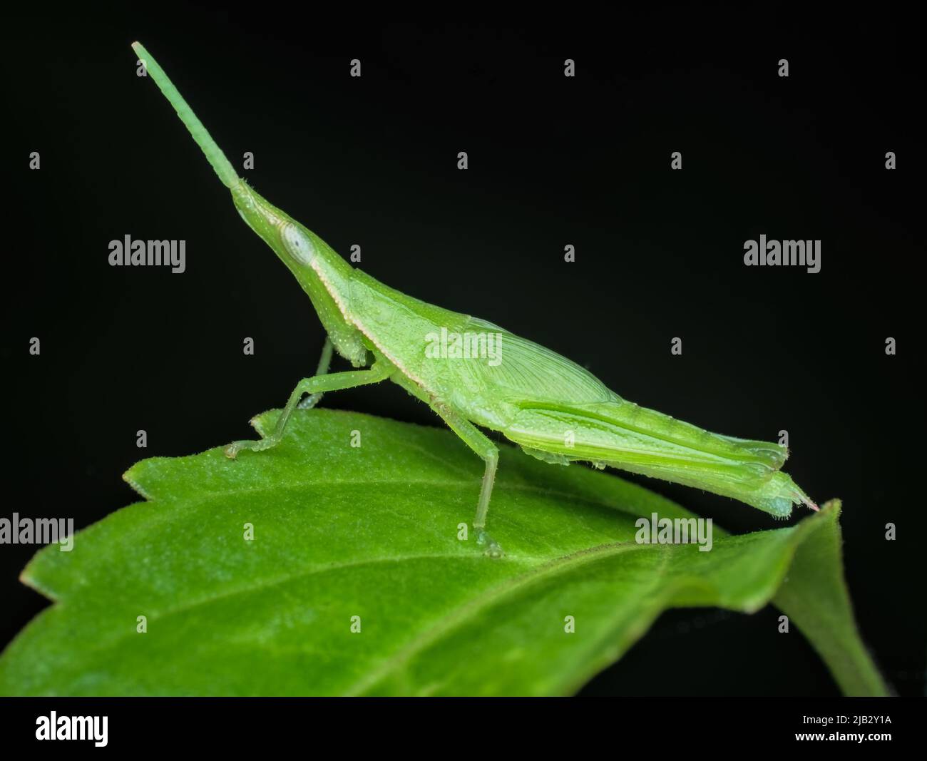 Lange Heuschrecke auf dem grünen Blatt Stockfoto