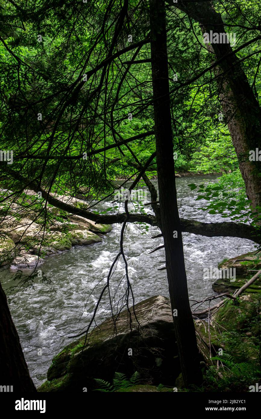 Wandern auf Slippery Rock Creek in McConnells Mill bei Butler, Pennsylvania. Stockfoto