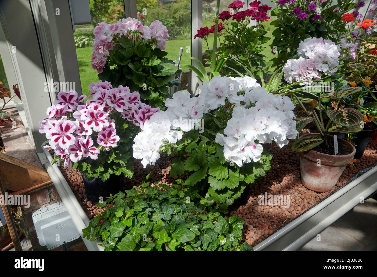 Königliches Pelargonium (Pelargonium domesticum), das in einem Gewächshaus wächst. Cumbria, GB Stockfoto