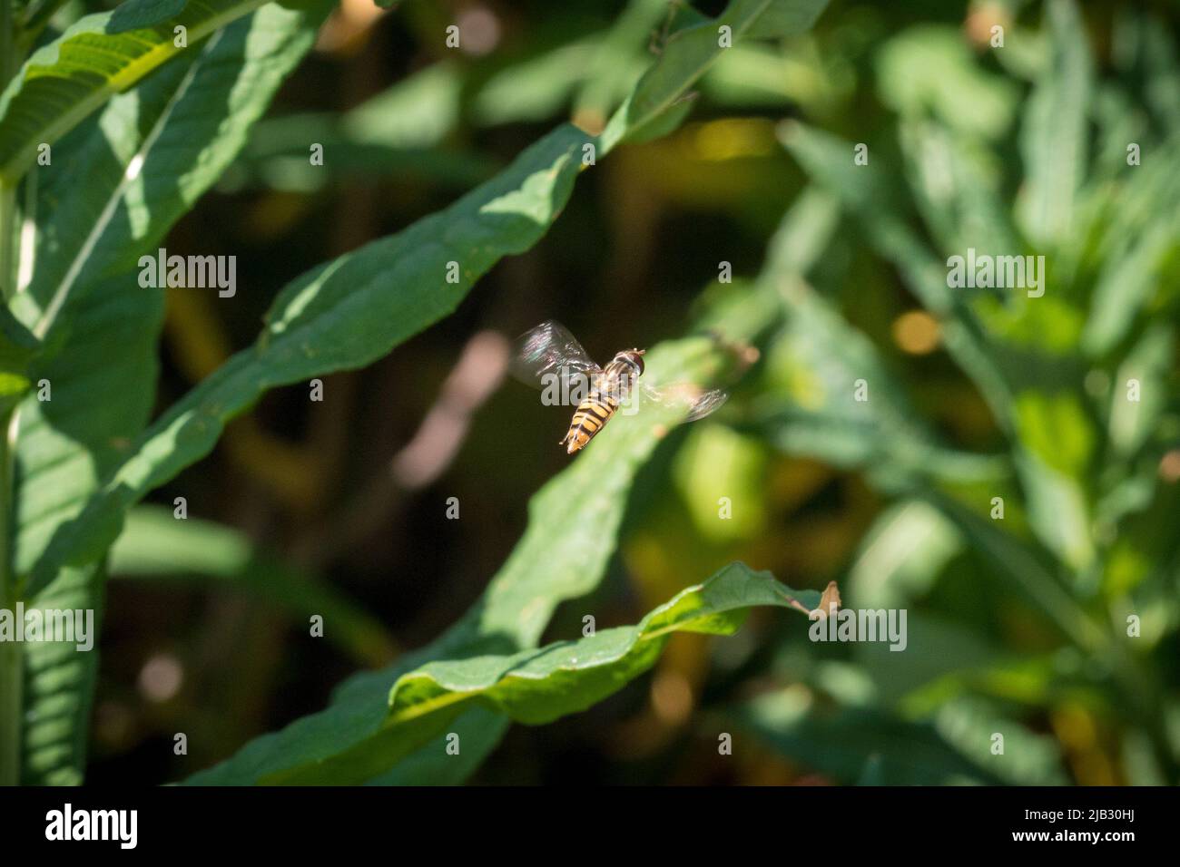 Eine hoverfly, die in der Luft vor einem Hintergrund aus Blättern schwebt. Fotografiert im Naturschutzgebiet Tunstall Hills, Sunderland, Großbritannien Stockfoto