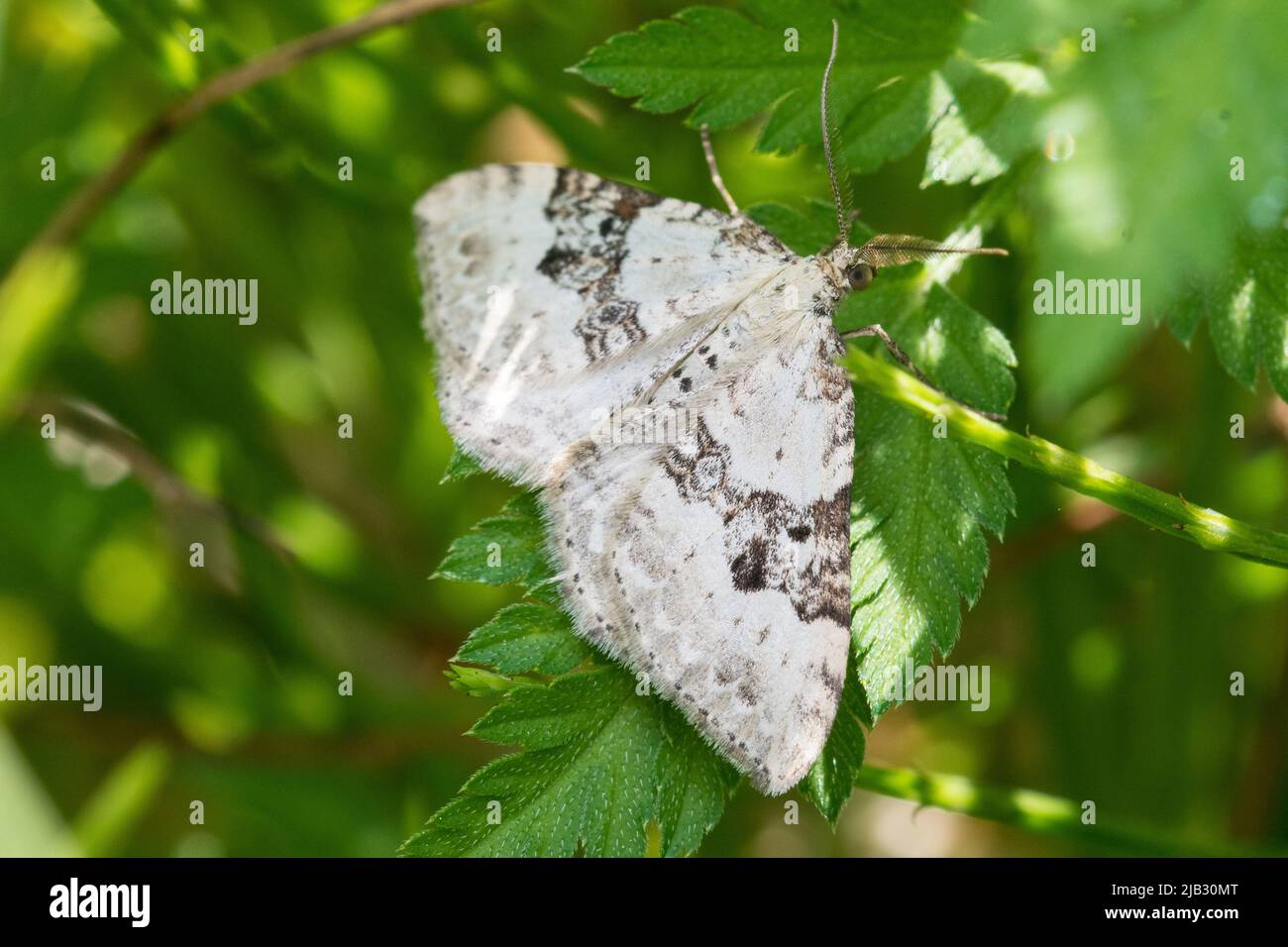 Eine Motte (wahrscheinlich der silberne Teppich, Xanthorhoe montanata), die sich tagsüber unter Blättern versteckt. Fotografiert in Tunstall Hills, Sunderland, Großbritannien Stockfoto