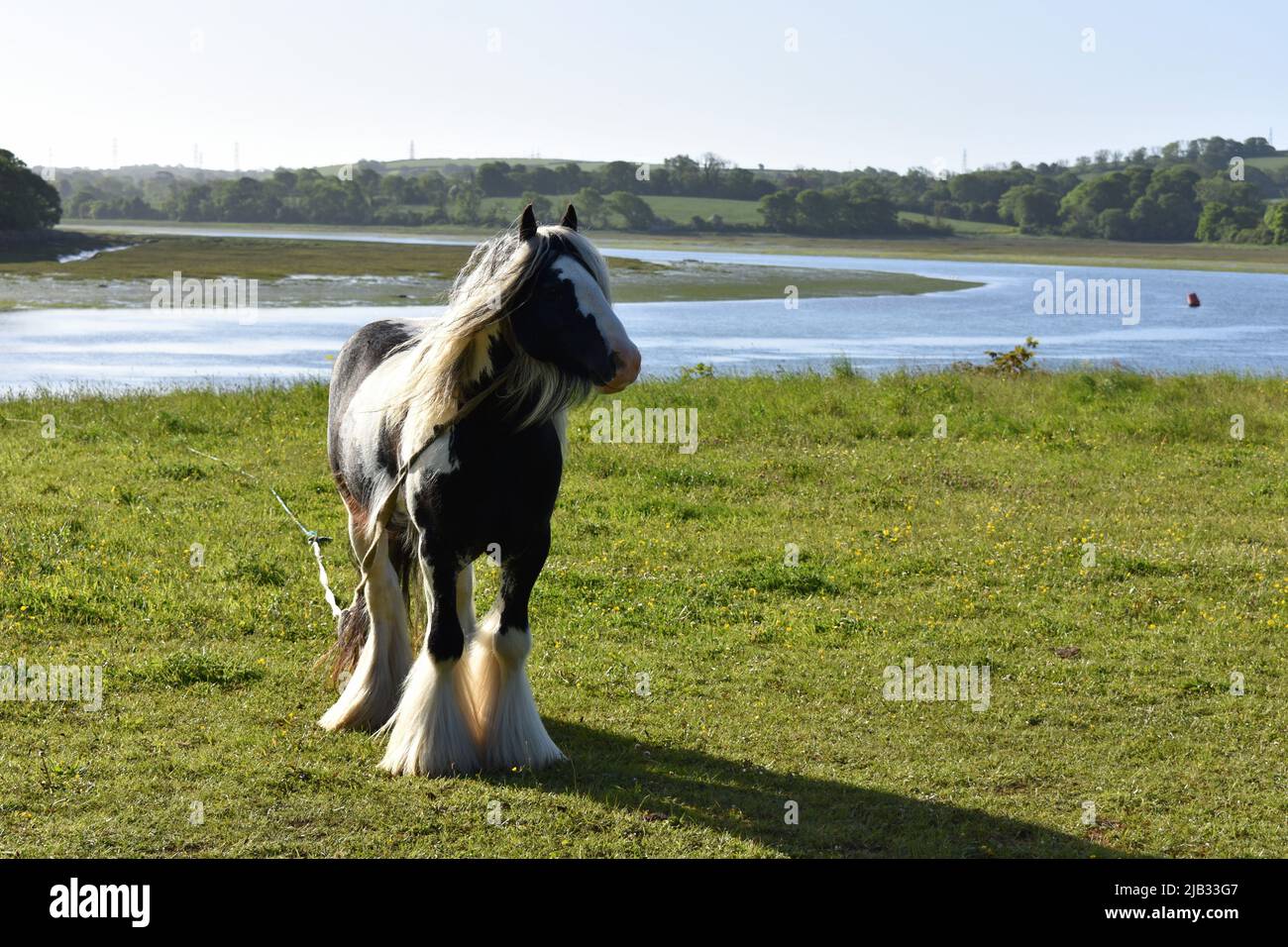 Shire Pferd im Feld neben Cleddau Fluss, East Llanion, Pembrokeshire gebunden Stockfoto