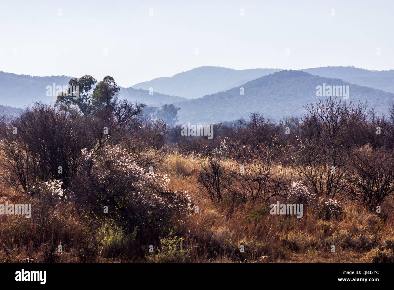 Am frühen Morgen südafrikanische Buschveld-Landschaft mit Büschen bedeckt mit wilden Clematis im Vordergrund Stockfoto
