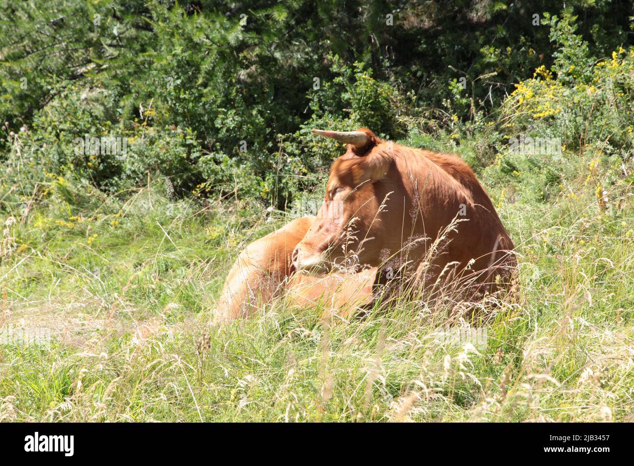 Portrait d'une tarine à côté de l'arrivée de la gare de télésiège de Vars Sainte-Marie en été, Hautes-Alpes Stockfoto