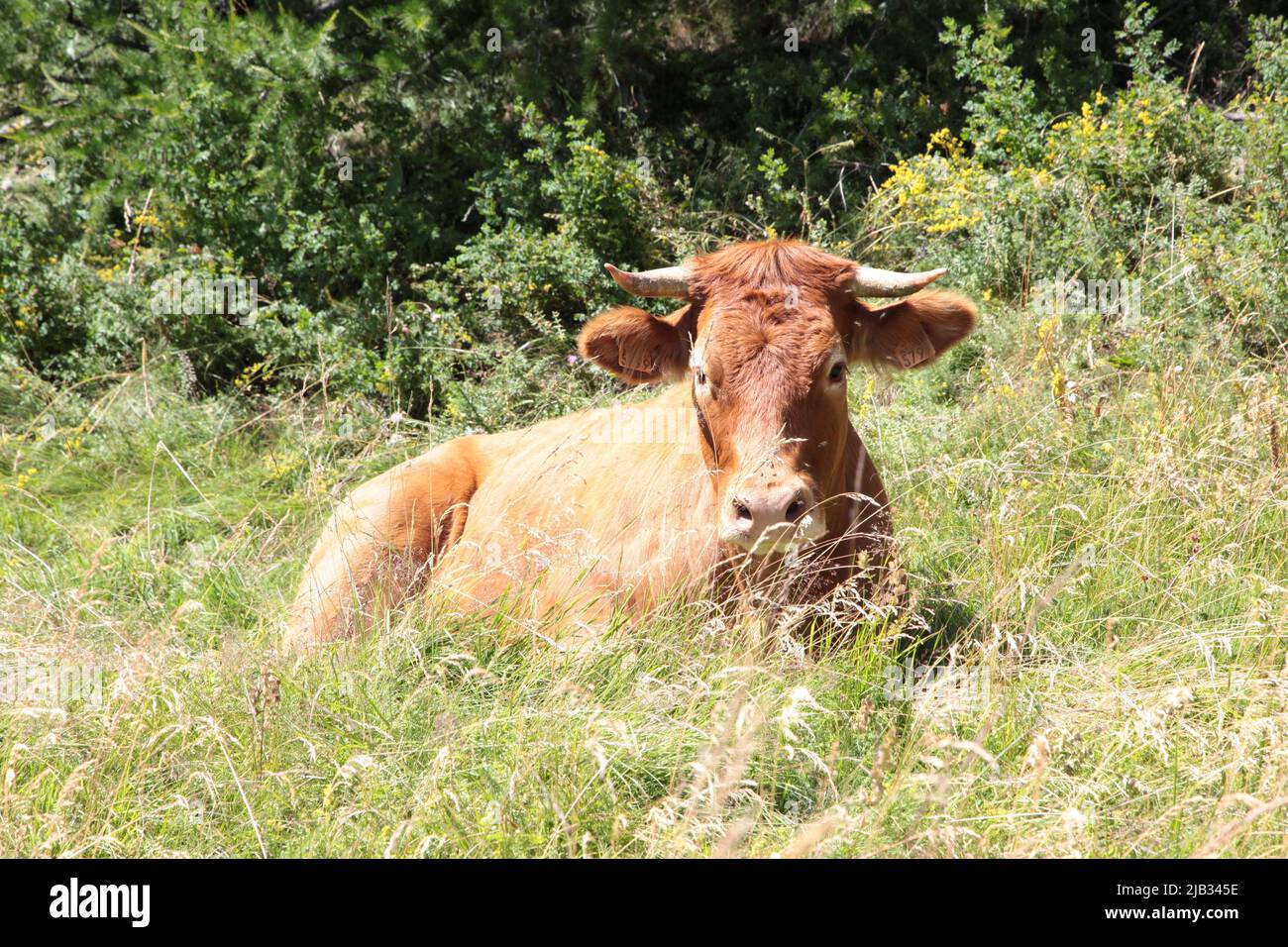 Portrait d'une tarine à côté de l'arrivée de la gare de télésiège de Vars Sainte-Marie en été, Hautes-Alpes Stockfoto