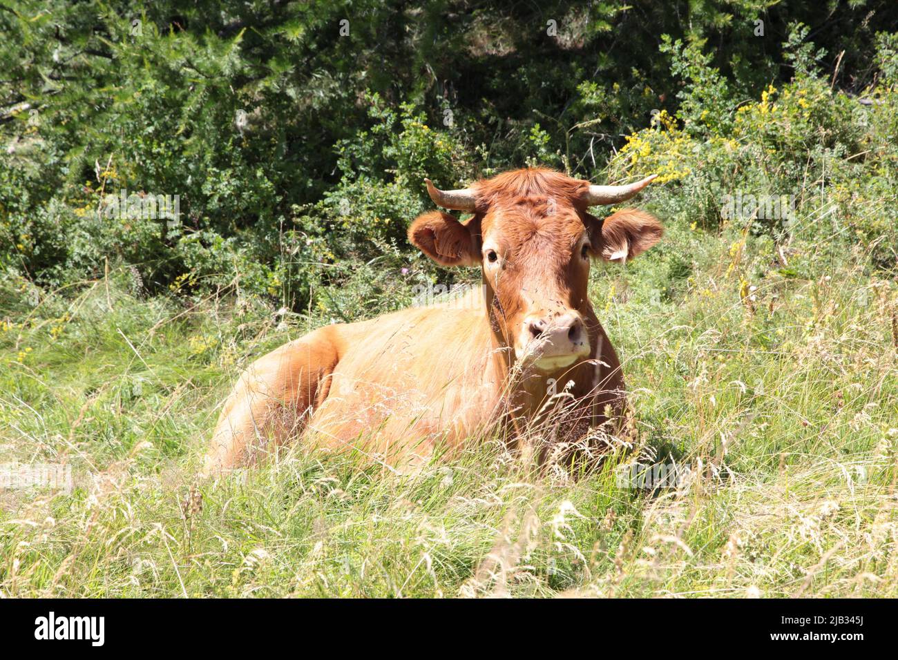 Portrait d'une tarine à côté de l'arrivée de la gare de télésiège de Vars Sainte-Marie en été, Hautes-Alpes Stockfoto