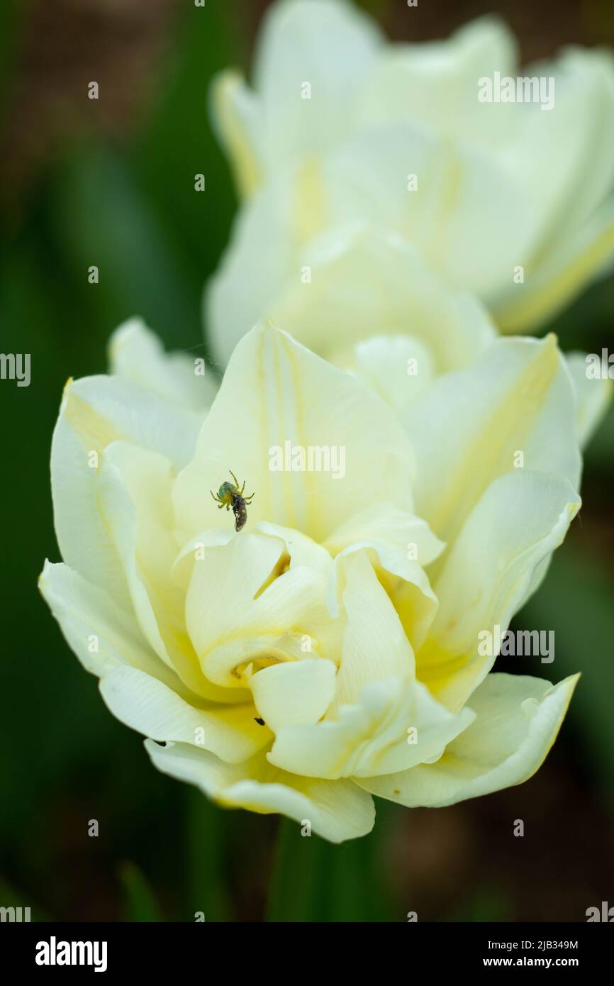 Spinne, die auf einer weißen Tulpe frisst Stockfoto