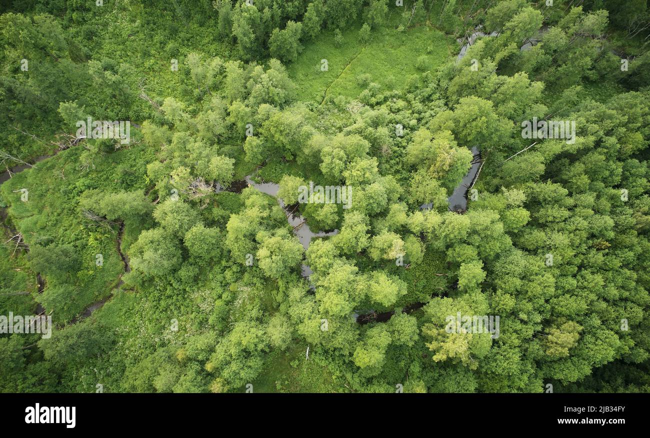 Natürlicher Öko-grüner Hintergrund mit Wald- und Flussblick Stockfoto
