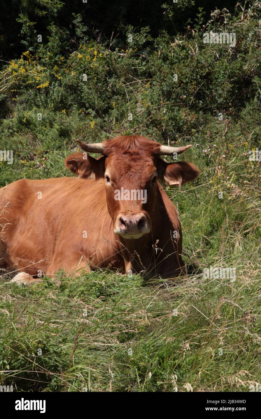 Portrait d'une tarine à côté de l'arrivée de la gare de télésiège de Vars Sainte-Marie en été, Hautes-Alpes Stockfoto