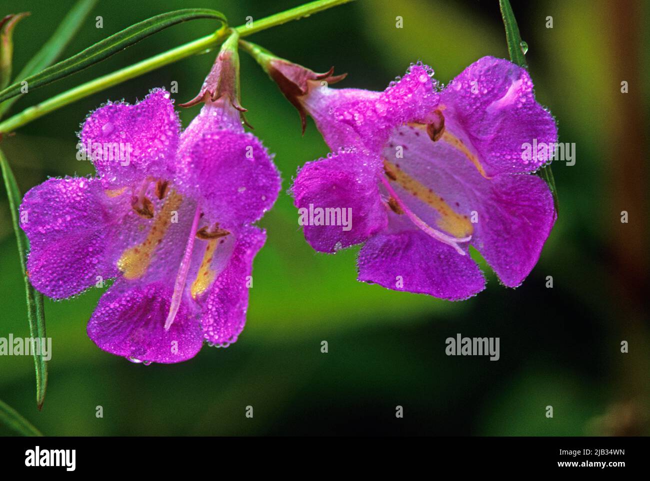 Purple Gerardia oder Purple Falschhandschuh wachsen im Jamaica Bay Wildlife Refuge Stockfoto