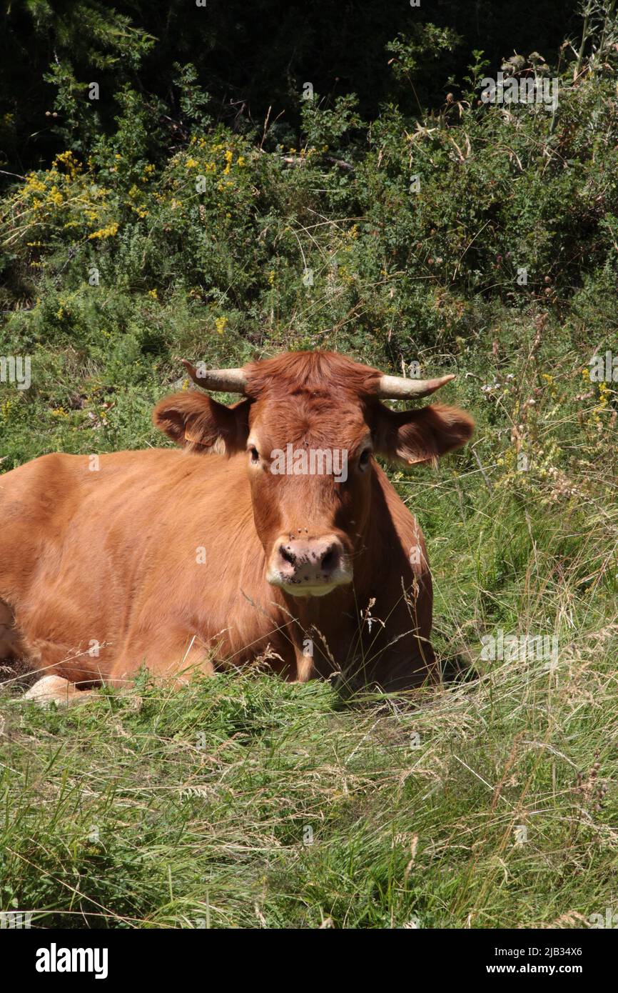 Portrait d'une tarine à côté de l'arrivée de la gare de télésiège de Vars Sainte-Marie en été, Hautes-Alpes Stockfoto