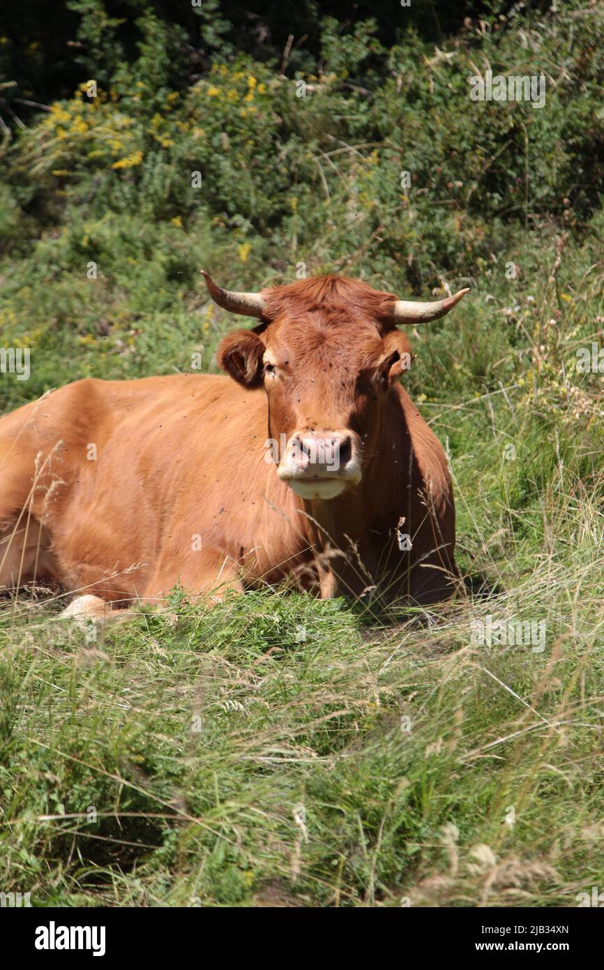 Portrait d'une tarine à côté de l'arrivée de la gare de télésiège de Vars Sainte-Marie en été, Hautes-Alpes Stockfoto