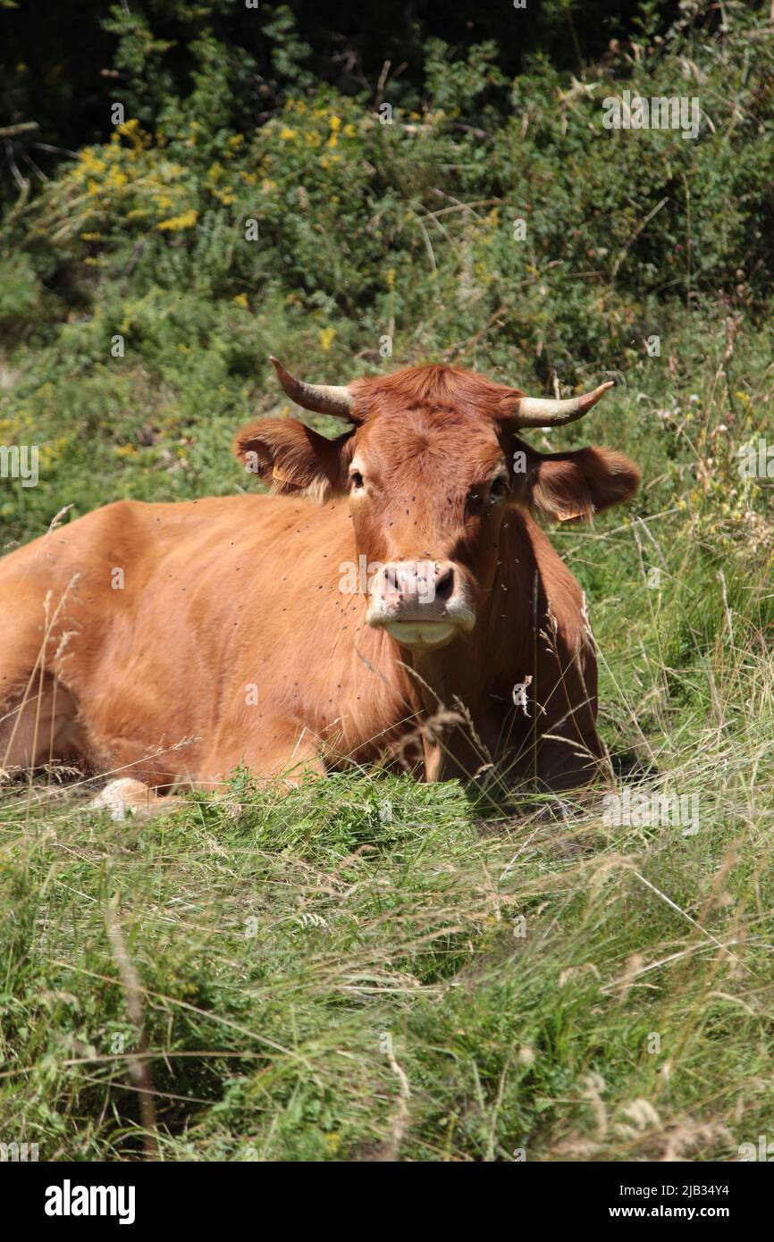 Portrait d'une tarine à côté de l'arrivée de la gare de télésiège de Vars Sainte-Marie en été, Hautes-Alpes Stockfoto