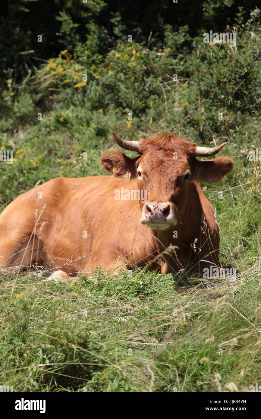 Portrait d'une tarine à côté de l'arrivée de la gare de télésiège de Vars Sainte-Marie en été, Hautes-Alpes Stockfoto