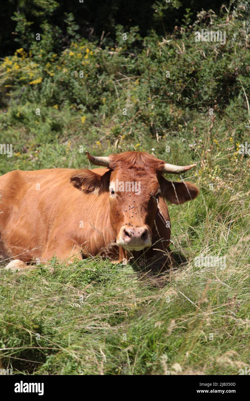 Portrait d'une tarine à côté de l'arrivée de la gare de télésiège de Vars Sainte-Marie en été, Hautes-Alpes Stockfoto