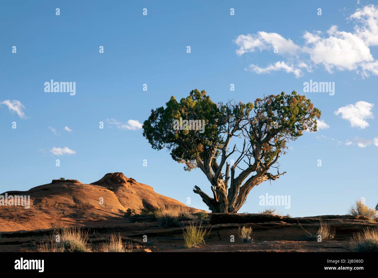 AZ00434-00....ARIZONA -Wacholderbaum und Sandsteinbutten im Monument Valley Navajo Tribal Park. Stockfoto