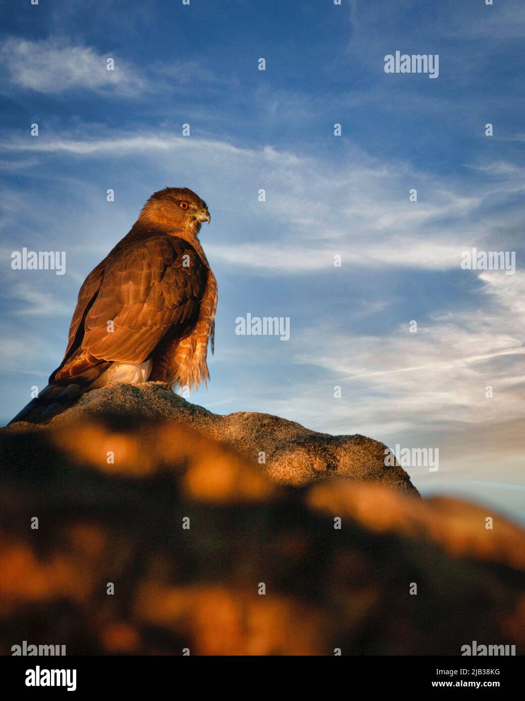 Ein Falke der Kutscher wärmt in der Morgensonne, während er in der hohen Wüste von Arizona nach Beute Ausschau halten kann. Stockfoto
