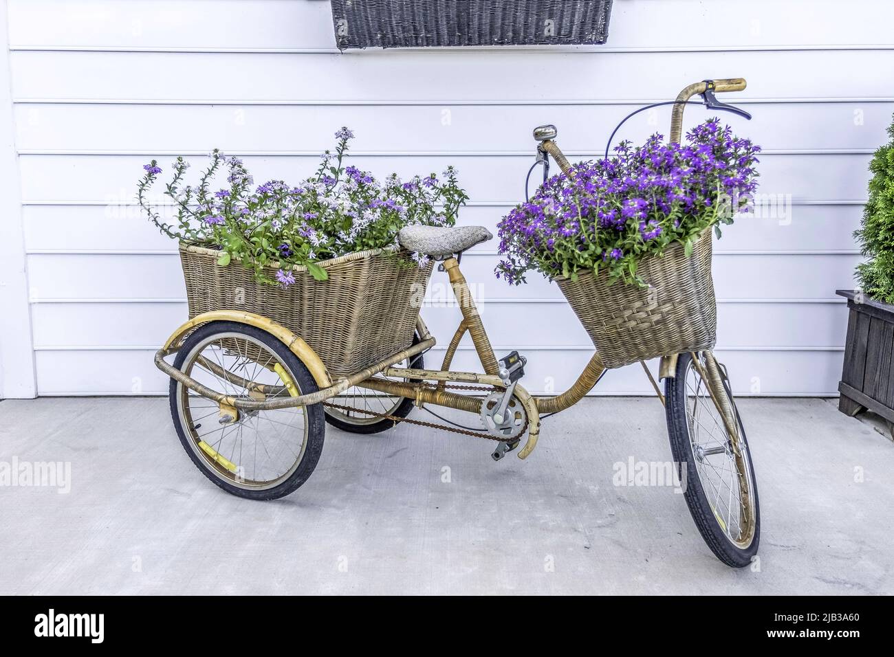 LAN Cruiser Bike mit frischem Lavendel Stockfoto