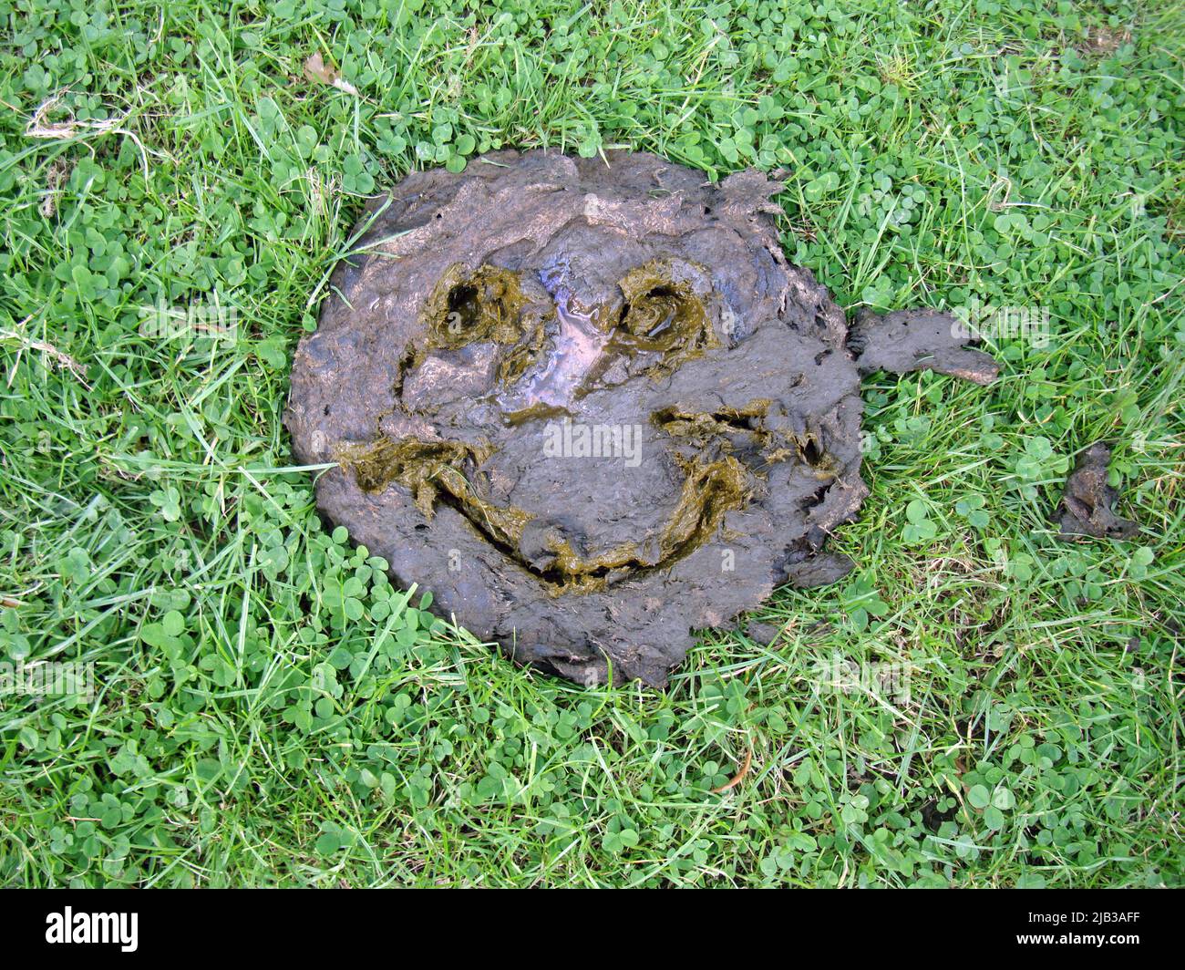 Kuhfladen Smiley Fotos Und Bildmaterial In Hoher Aufl sung Alamy