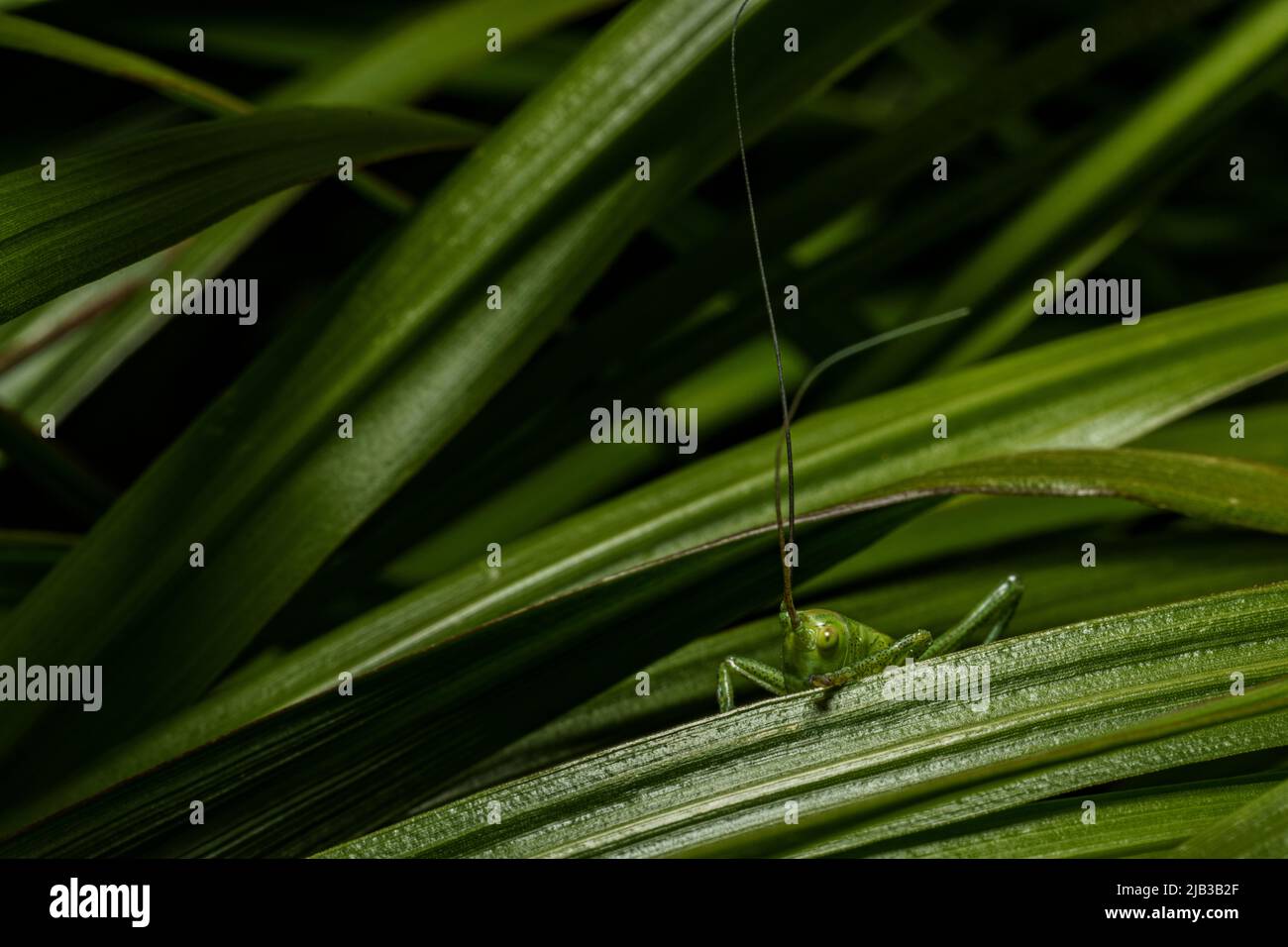 Nahaufnahme einer grünen Heuschrecke, die auf einem grünen Blatt sitzt. Grasshopper in der Natur. Stockfoto