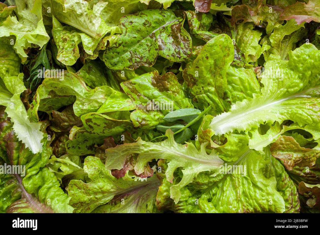 Frisch geerntete, biologisch angebaute gemischte Salatblätter. Stockfoto