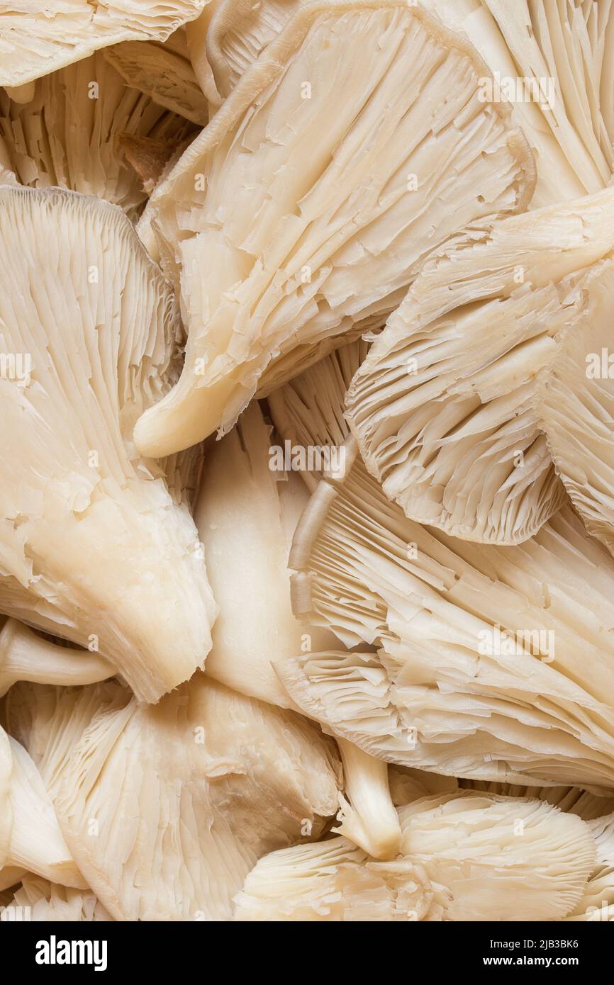 Nahaufnahme einer Gruppe frisch gewaschener essbarer Pilze, die zum Kochen zubereitet werden. Hintergrund mit organischer Textur. Stockfoto