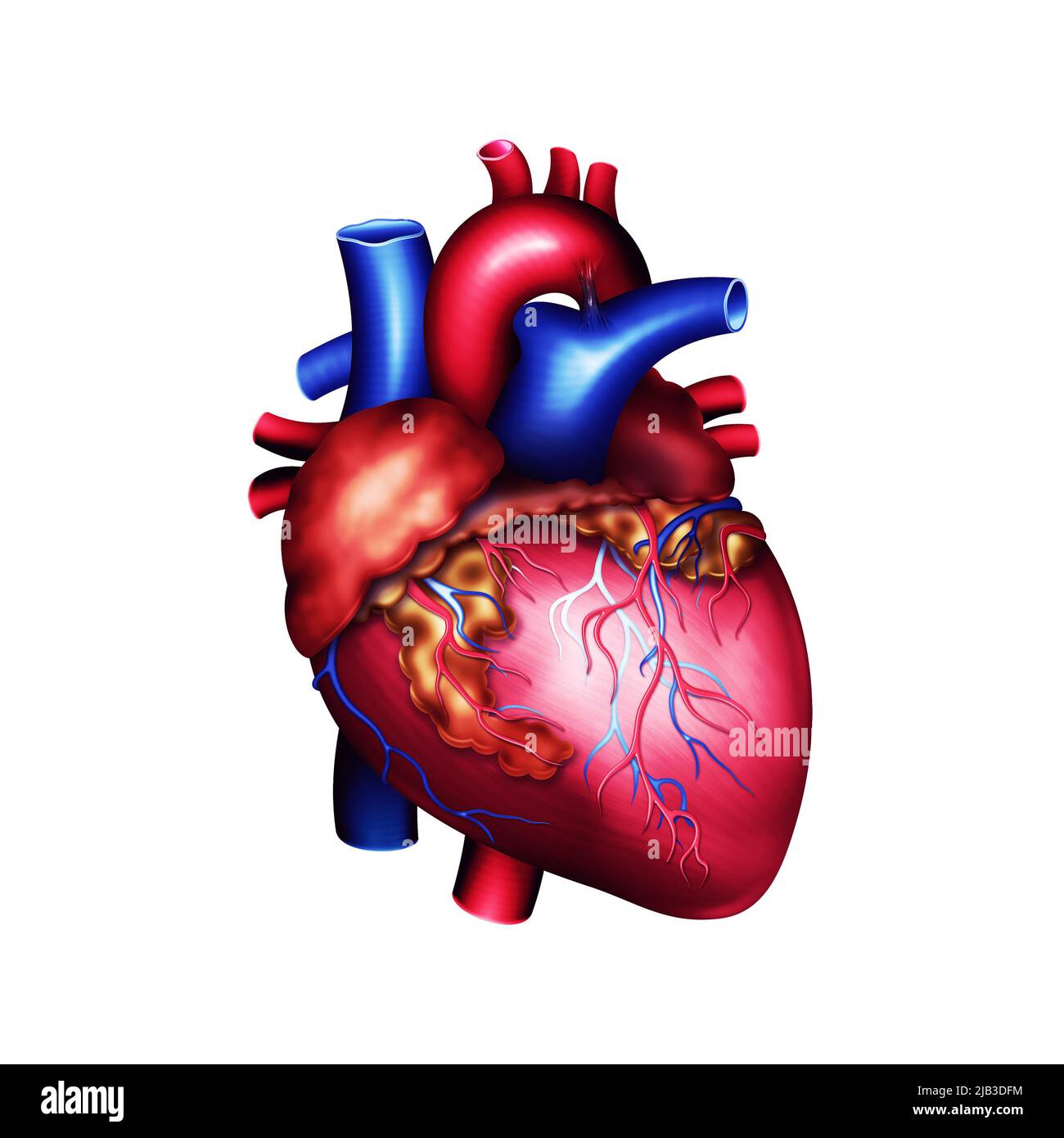 Modell des menschlichen Herzens. 3D Abbildung auf isoliertem Hintergrund. Medizin, Biologie, Kardiologie, Transplantologie Stockfoto