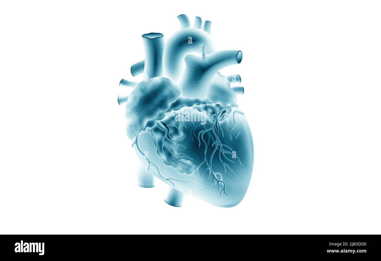 Modell des menschlichen Herzens. Röntgenbild. 3D Abbildung auf isoliertem Hintergrund. Medizin, Biologie, Kardiologie, Transplantologie Stockfoto