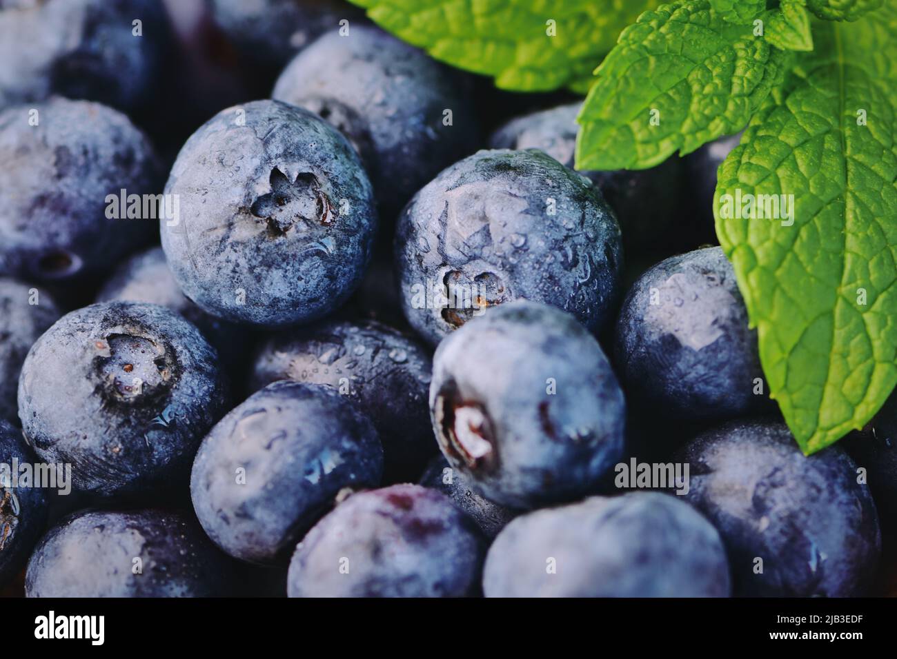 Blaubeeren Hintergrund Farbe Foto Stockfoto