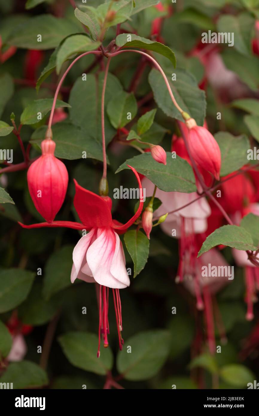 Nahaufnahme von Blumen der Fuchsia „Lady in Red“ Stockfoto