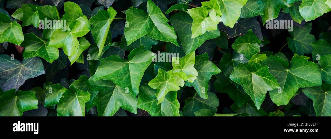 ivy lässt Rahmenfüllung als Bildhintergrund in Bannergröße Stockfoto