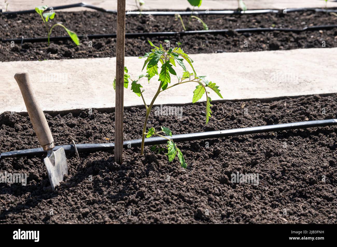 Tomatensämlinge Pflanzen in Betten mit automatischer Bewässerung oder