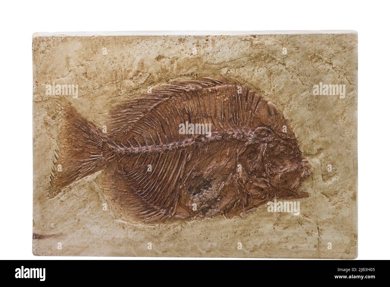 Fossil eines Flunder-ähnlichen Plattfisches, isoliert auf weißem Hintergrund Stockfoto