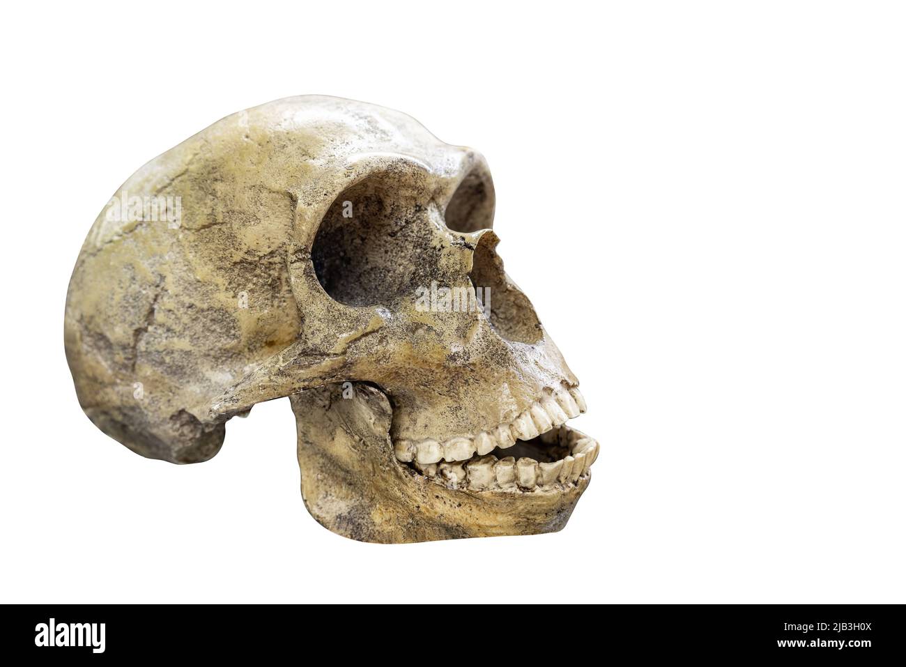 Schädel des prähistorischen Menschen, Schädel des Neanderthalensis isoliert auf weißem Hintergrund mit Platz für Text Stockfoto