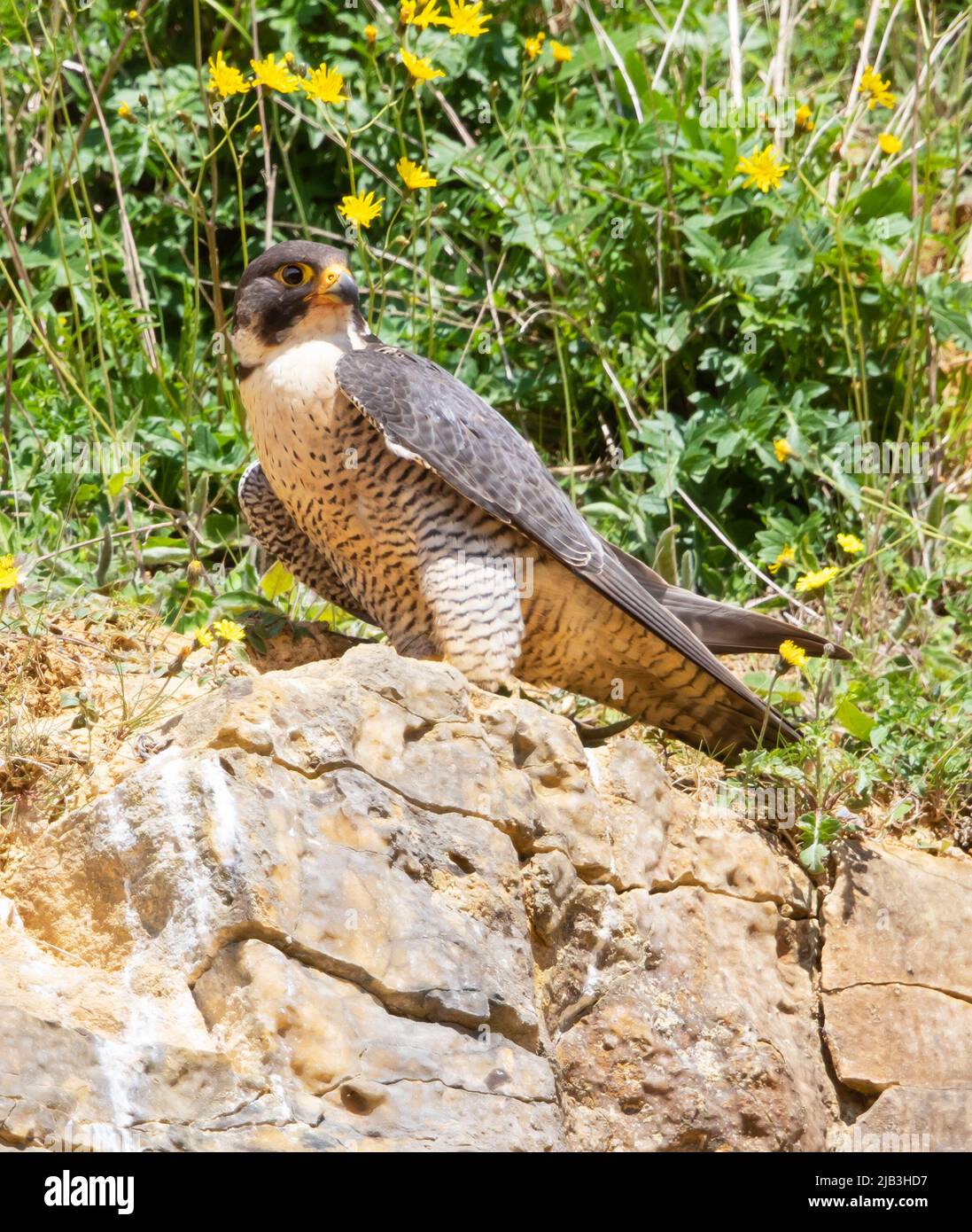 Peregrine Falcon in den Cotswold Hills Stockfoto