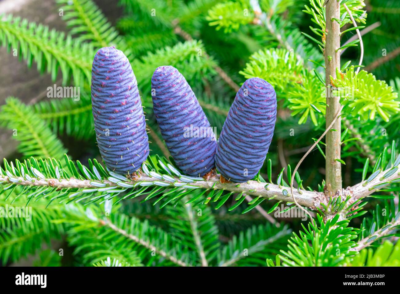Drei junge lila gefärbte Zapfen auf einem Zweig koreanischer Tanne (Abies koreana) Stockfoto