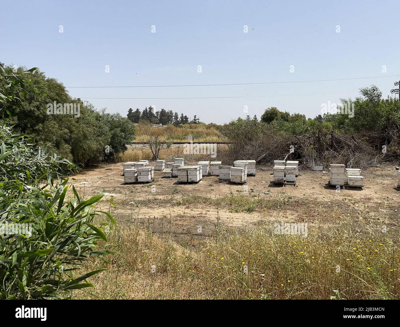 Ein Bienenstock aus einem Baum steht auf einem Bienenhaus. Die Häuser der Bienen liegen auf dem grünen Gras in den Bergen. Privates Unternehmen für die Imkerei. H Stockfoto