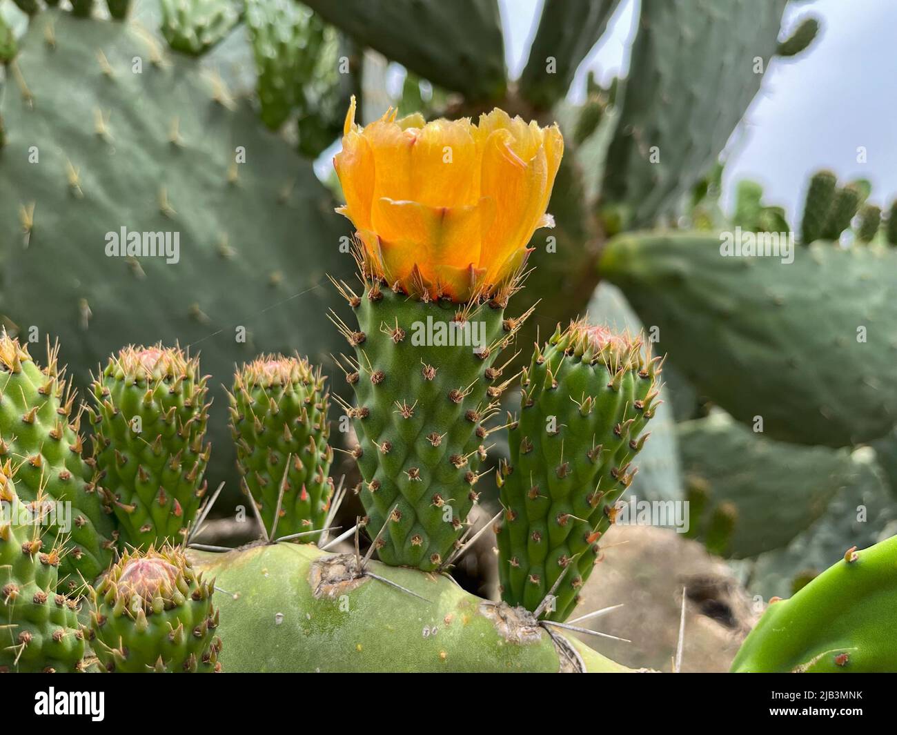 Kaktusdickicht mit gelben Blüten der gleichen Art im Freien als Hintergrund für den Hintergrund Stockfoto