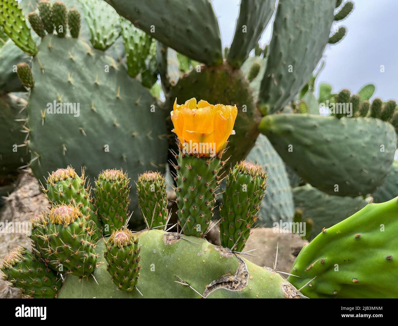 Kaktusdickicht mit gelben Blüten der gleichen Art im Freien als Hintergrund für den Hintergrund Stockfoto