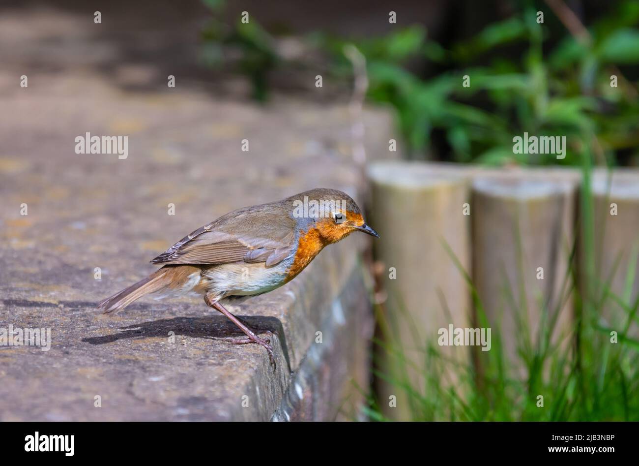 Europäischer Robin Redbreast (Erithacus rubecula) am Boden im Frühjahr in West Sussex, England, Großbritannien. Stockfoto