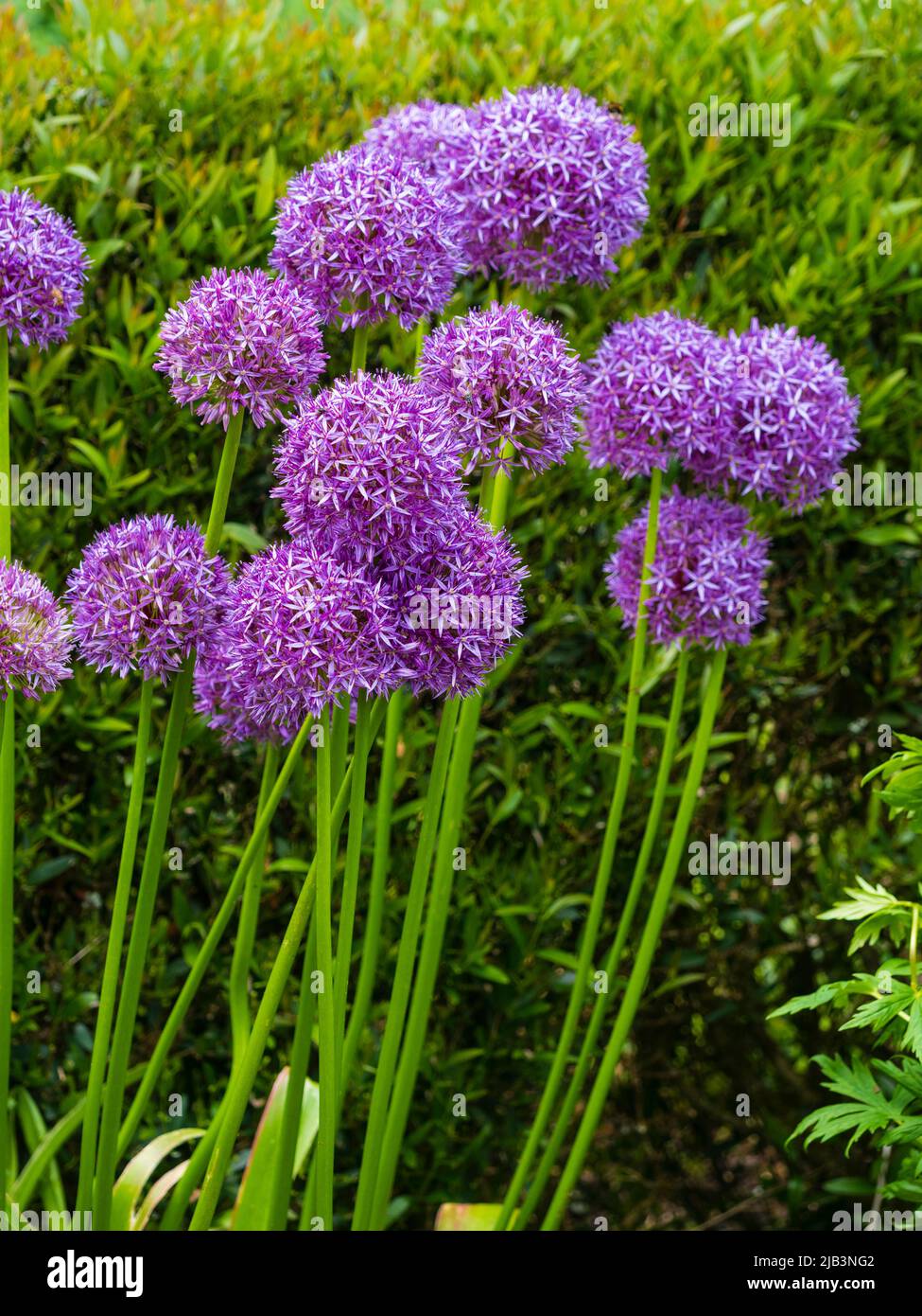 Violette Globen der im Frühsommer blühenden Zierzwiebel, Allium 'Purple Sensation' Stockfoto
