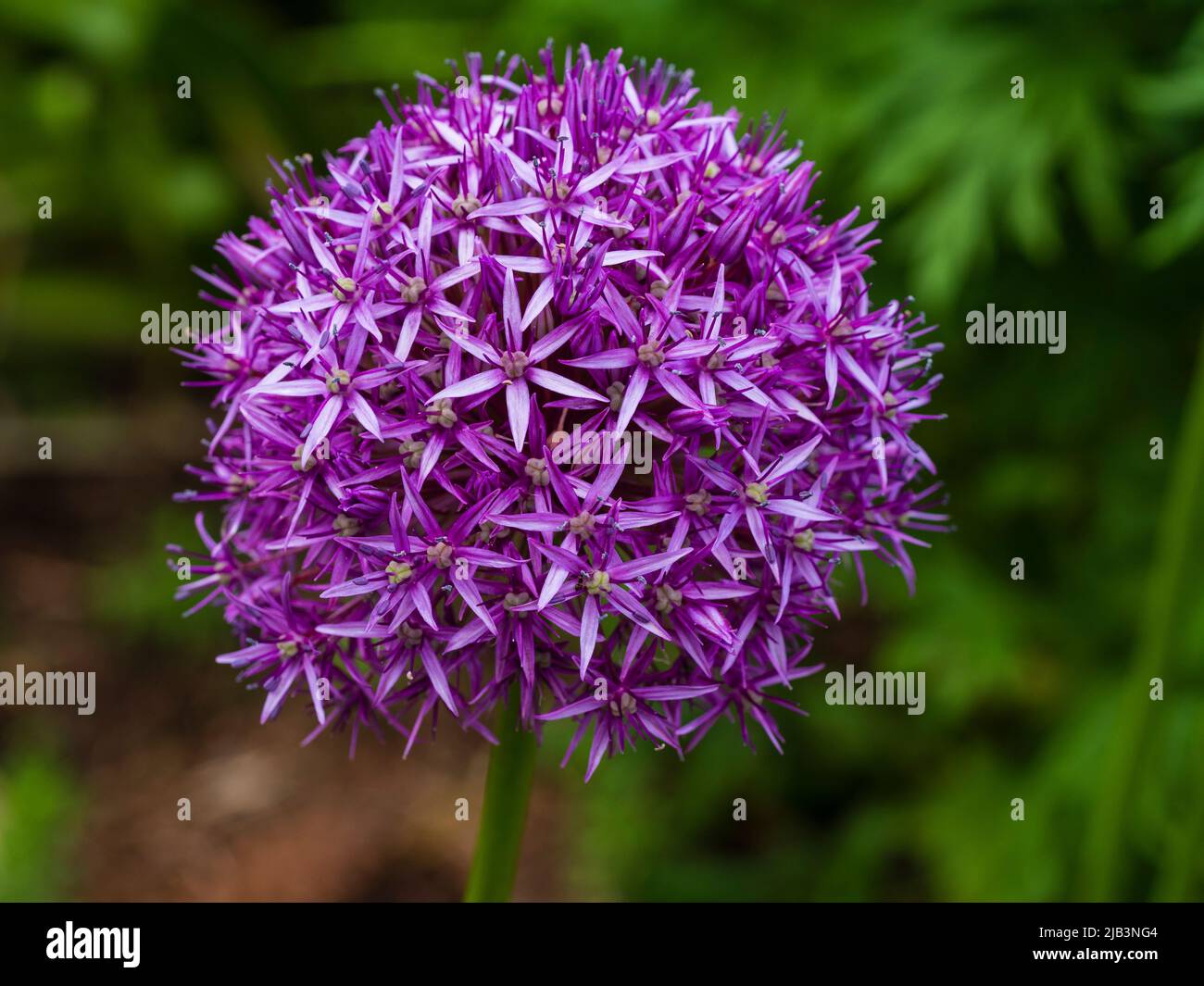 Violette Kugel der blühenden Zierzwiebel im Frühsommer, Allium 'Purple Sensation' Stockfoto