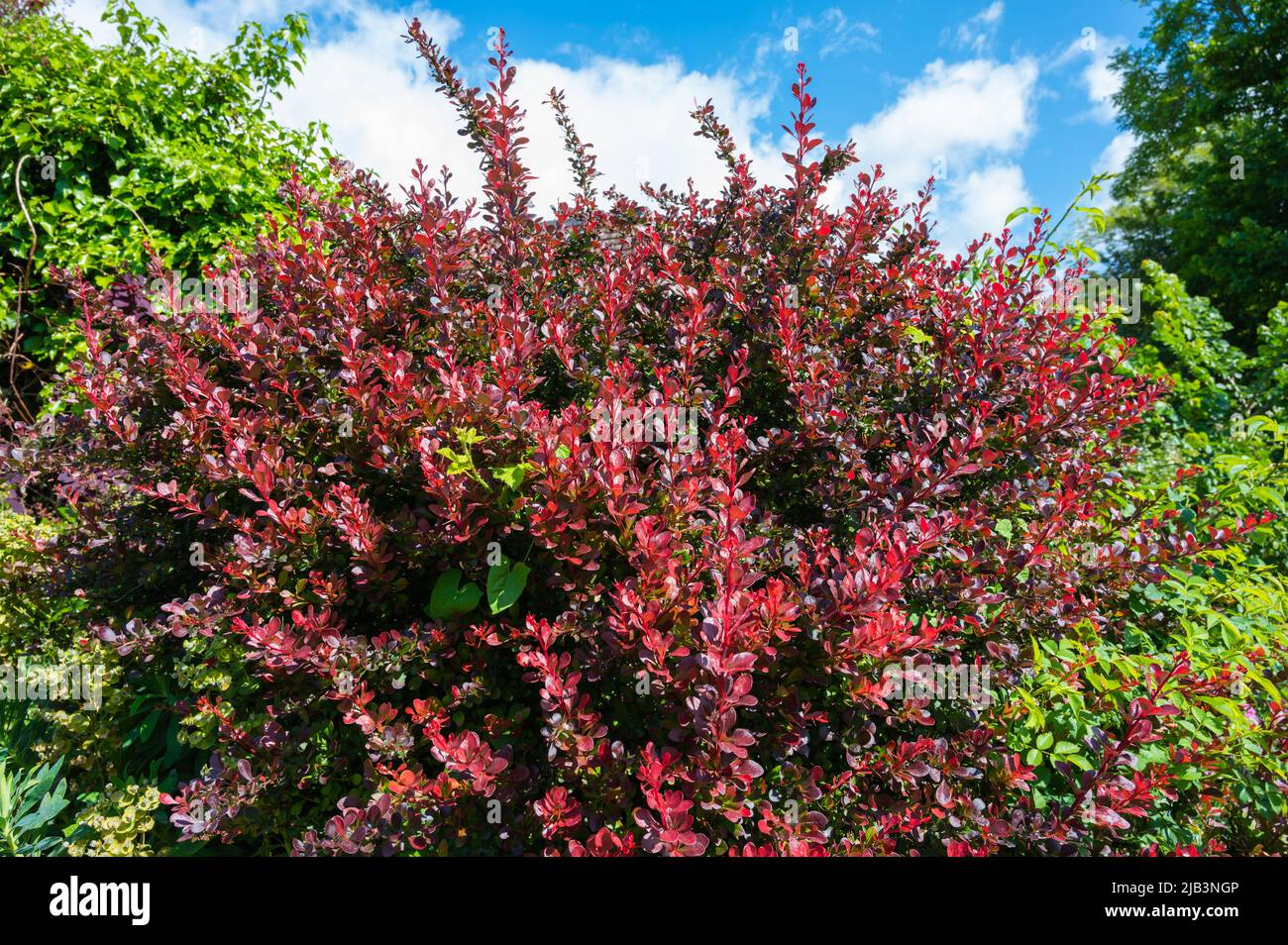 Japanischer Berberis thunbergii-Busch, ein stacheliger Laubshauch mit roten Blättern, der im späten Frühjahr in West Sussex, England, Großbritannien, wächst. Stockfoto