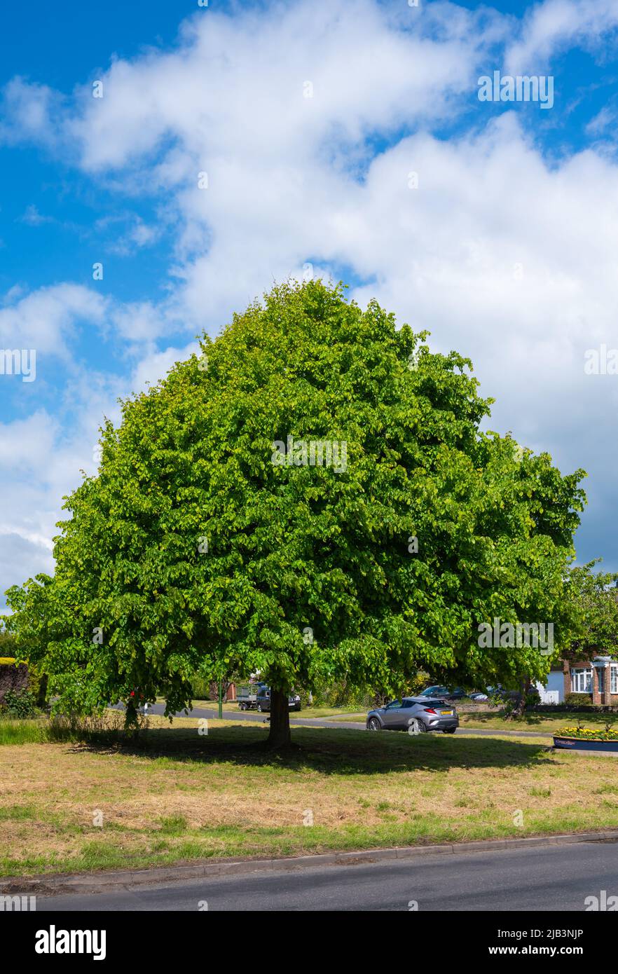 Großer Kalk-Baum (Tilia x europaea) wächst im späten Frühjahr an einem Grasrand in einem Wohngebiet von West Sussex, England, Großbritannien. Stockfoto